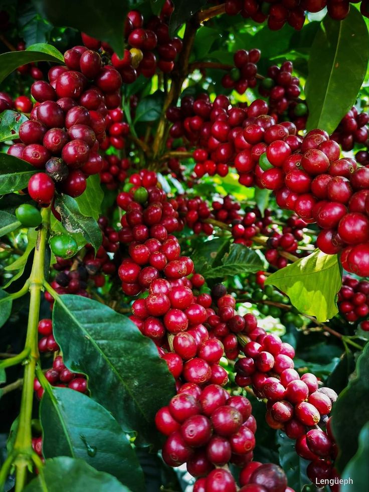 Ripe coffee cherries on the branch
